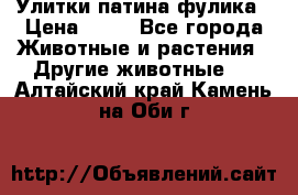 Улитки патина фулика › Цена ­ 10 - Все города Животные и растения » Другие животные   . Алтайский край,Камень-на-Оби г.